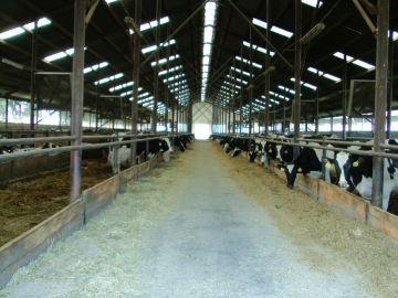 Ammonia emissions and dry deposition in the vicinity of the dairy farm
